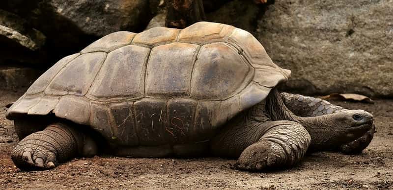 Черепаха-долгожительница из Британии попала в книгу рекордов Гиннесса