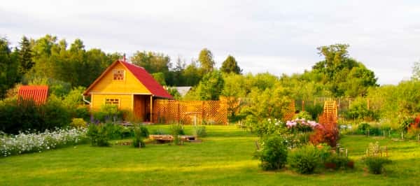 природа на даче, Горьковское шоссе природа на даче, Горьковское шоссе