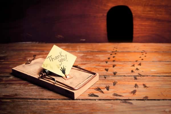 истребление грызунов истребление грызунов